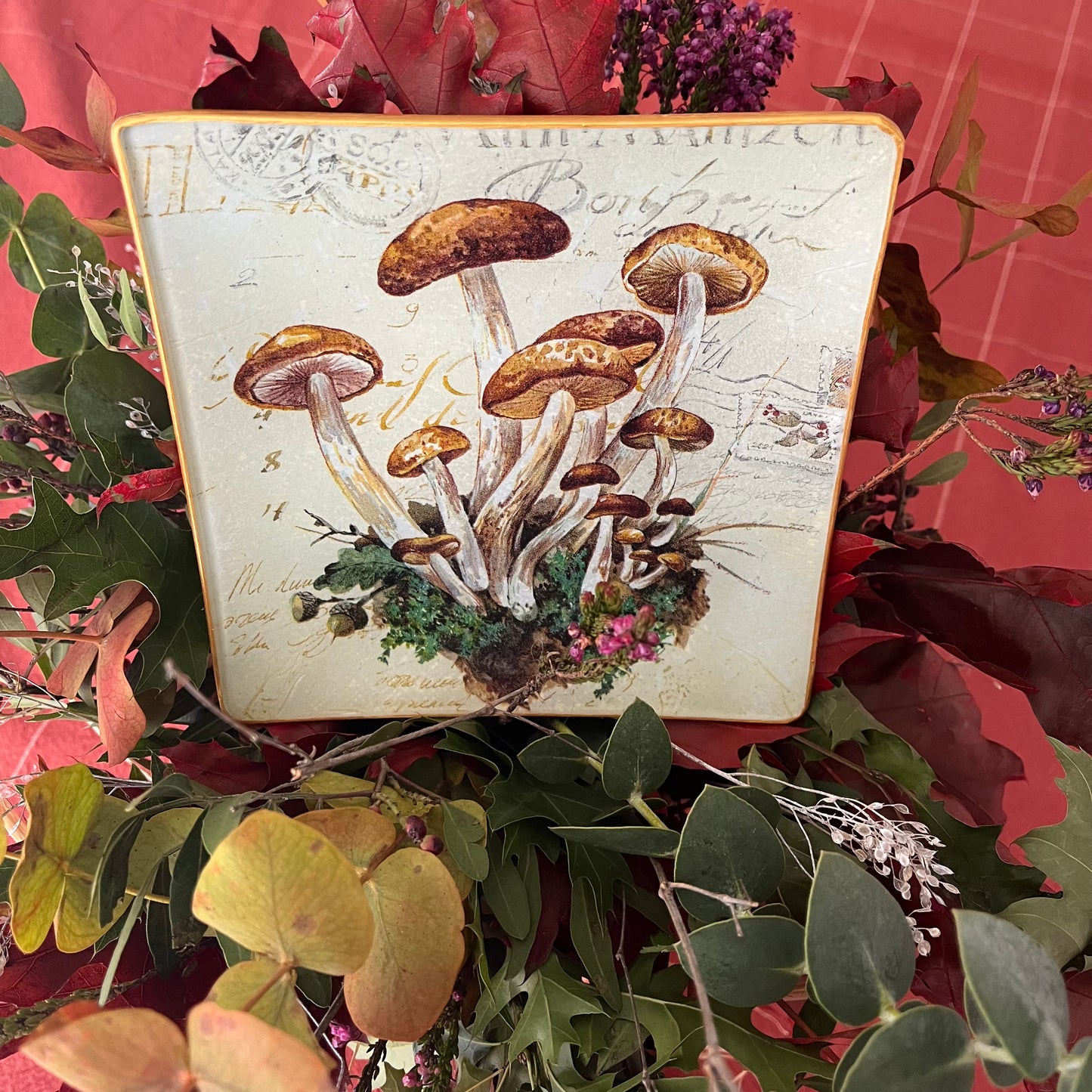 Plato mushrooms