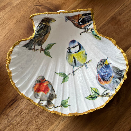 Concha de vieira Birds