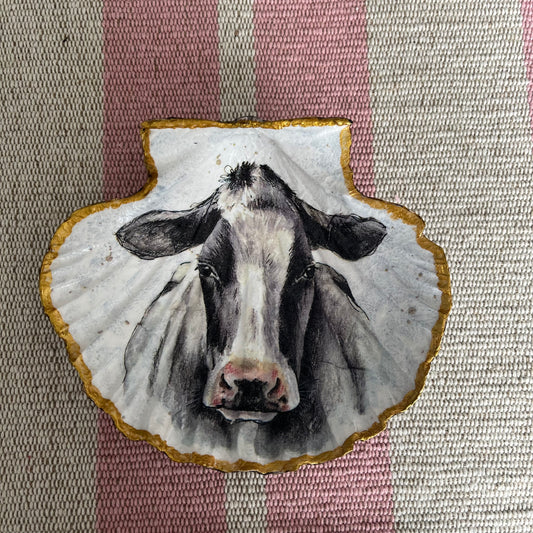 Concha de vieira Vaca frisona