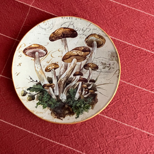 Plato mushrooms